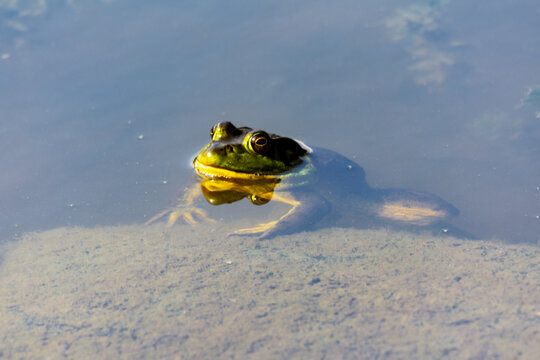 A Bull frog suns himself in the shallow pond water.
