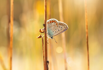 Motyl Modraszek Ikar na łące