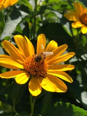 bee on flower