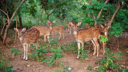 Family of chital or spotted deers in a forest. India