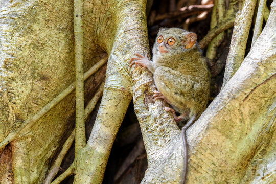 Spectral tarsier (Tarsius spectrum) in day-time roost tree (Ficus sp.). Tangkoko National Park, Sulawesi, Indonesia. 