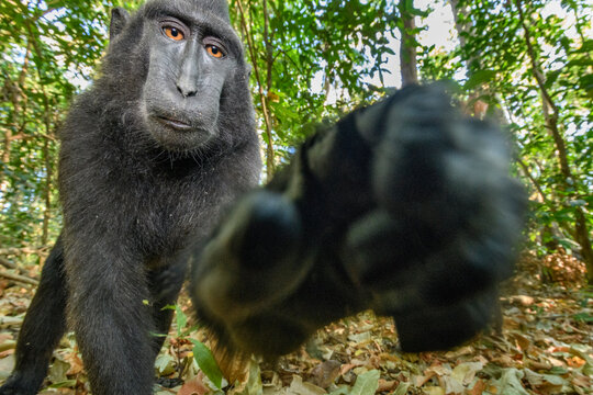 Sulawesi black macaque (Macaca nigra) juvenile, trying to grab camera,Tangkoko National Park, Sulawesi, Indonesia. 
