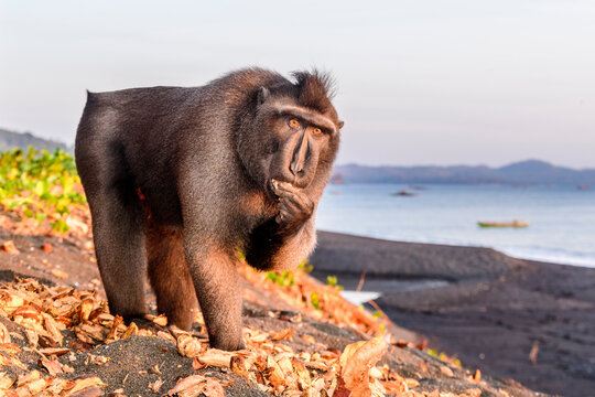 Sulawesi or Celebes black macaque (Macaca nigra) foraging on exposed beach at low tide. Tangkoko National Park, Sulawesi, Indonesia. 