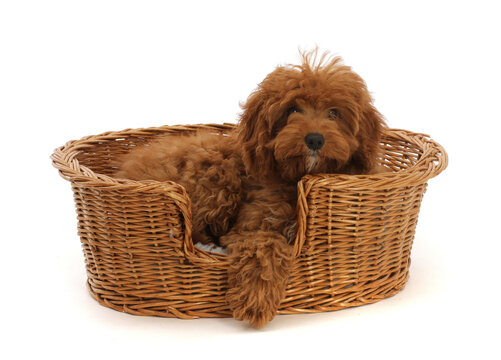 Red Cavapoo puppy in a wicker basket.  