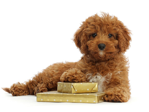 Red Cavapoo puppy with wrapped presents.  