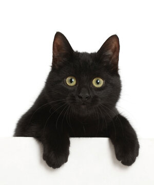 Black kitten with paws over.  