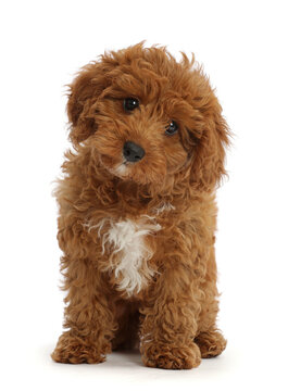 Red Cavapoo puppy sitting.  