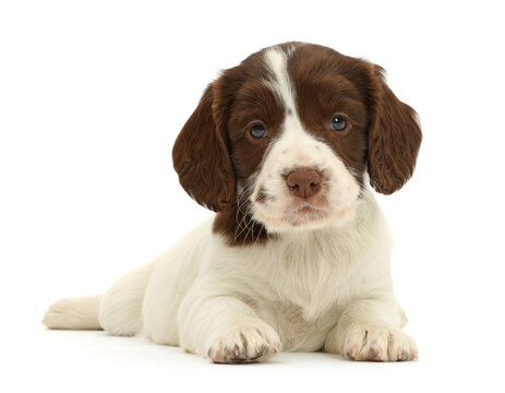 English Springer Spaniel puppy, age 7 weeks.  