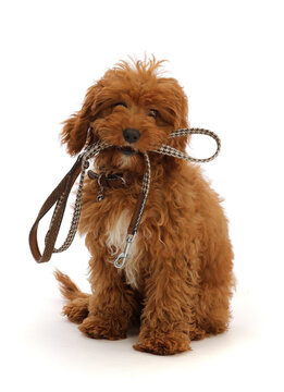 Red Cavapoo puppy holding a leash ready for a walk.  