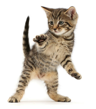 Tabby kitten dancing.  