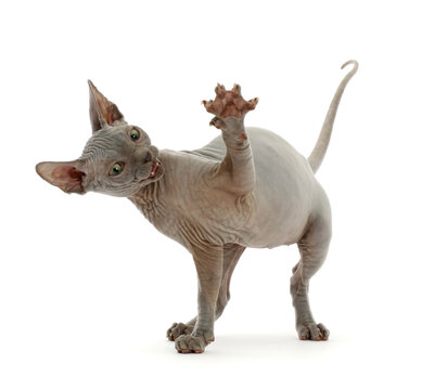 Grey Sphynx kitten, age 11 weeks, with paw raised.  