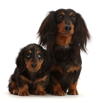 Long haired Dachshund bitch and puppy, age 7 weeks.  