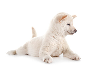 young shiba inu in studio