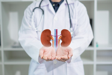 Doctor's holding Kidney, concept of organ donation or charity, hospital, anatomy, diagnosis,...
