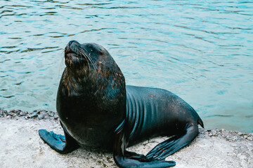 View of a sea lion in the seaport.