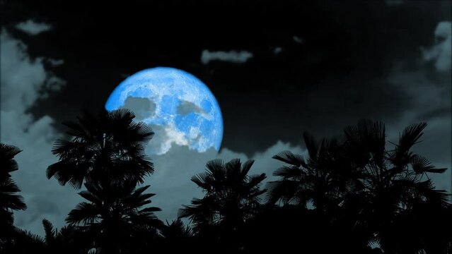 Full blue moon zoom in passing back gray cloud on night sky and silhouette palm tree on the ground