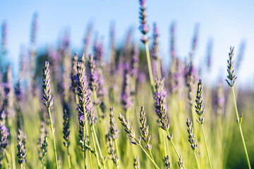 Fototapeta premium Lavender flower background with beautiful purple colors and bokeh lights. Blooming lavender in a field at sunset