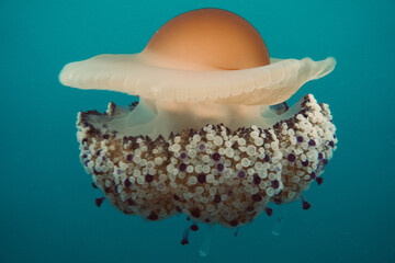 Obraz na płótnie Canvas Mediterranean jellyfish