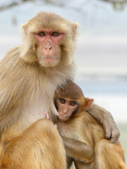 A mother Rhesus Macaque suckles her infant in Jim Corbett Tiger Reserve, Northern India.