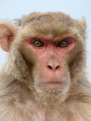 A Rhesus Macaque stares menacingly at the camera in Jim Corbett National Park, India.
