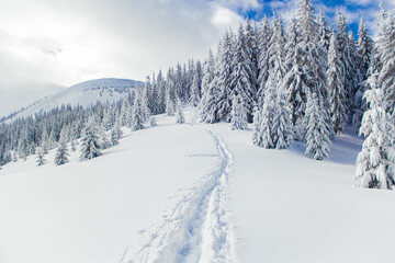 Fototapeta na wymiar Path in the snow in the snow-capped mountains during the winter climbing to the Ukrainian peak Hoverla