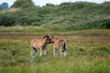 Obraz na płótnie Canvas New Forest Pony foals at Lymington and Keyhaven Marshes Nature Reserve Hampshire England