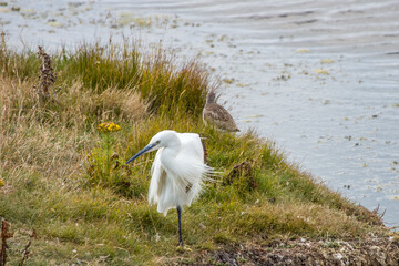 portrait of a white egret at the edge of the water
