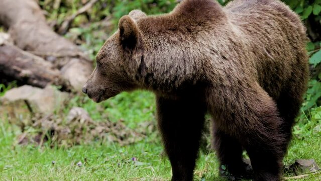 The brown bear filmed in Transfagarasan, Romania. A place that became famous for the large number of bears.