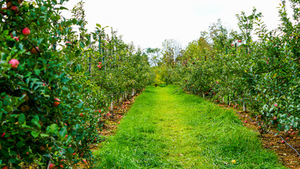 Fototapeta na wymiar Orchard with red apple threes