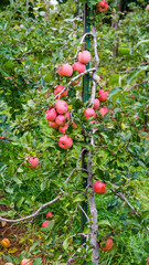 Red apples on a tree in orchard