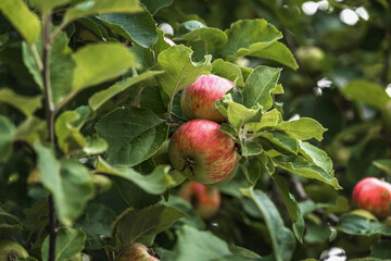 Red juicy apples hanging on a tree. A branch with apples, fruit on a summer morning in the garden. Green culinary apples growing on an old fruit tree. Apple tree branches with fruits, natural orchard.