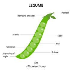 Legume. Pea (Pisum sativum). Internal view of fruit.