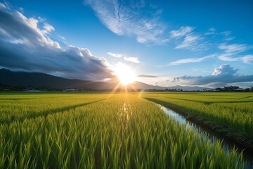 Paddy rice field blue sky with sunrise background.Generative Ai.