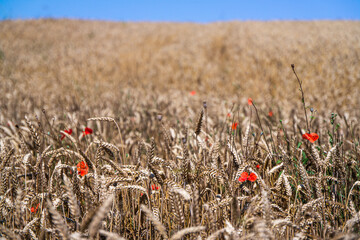 Wheat field ready for harvest.