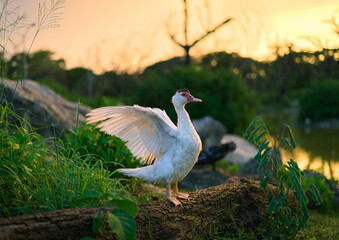 Pato en la naturaleza