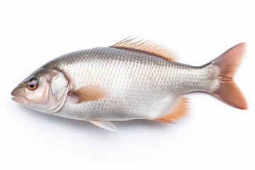 Obraz premium Fresh raw fish isolate on white background.Generative Ai.