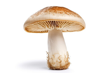 Mushroom isolated on white background.Generative Ai.