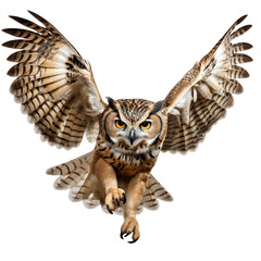 Beautiful owl bird on transparent background