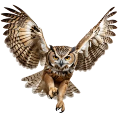 Poster Im Rahmen Beautiful owl bird on transparent background © Pixfinity Studio
