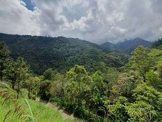 Obraz premium green forest in the mountains