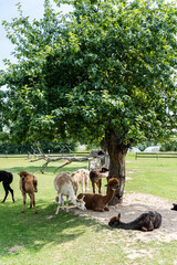 Alpacas in outdoor ranchin southern Poland at sunny summer day