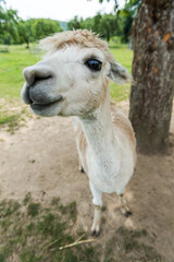 Alpaca funny face close up portrait, with funny hair cut in outdoor ranch