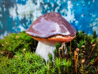 Mockup of a boletus mushroom by CU among dense bright green vegetation