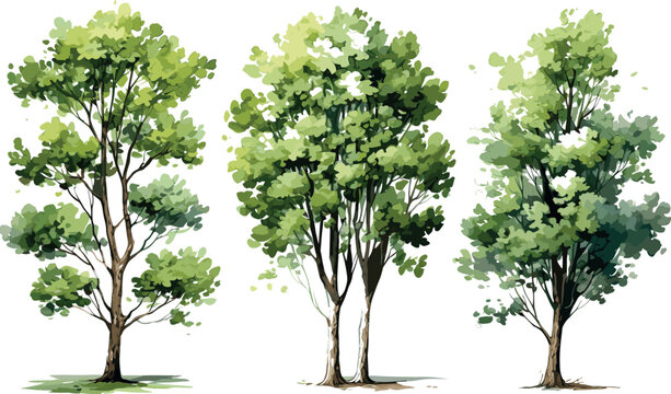 Tree watercolor style vector illustration set, graphics trees elements drawing for architecture and landscape design, elements for environment and garden, Environment, Garden, Plants, Vector graphics,