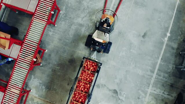 Industrial trolley is transporting tomatoes in a top view
