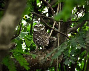 great horned owl in tree
