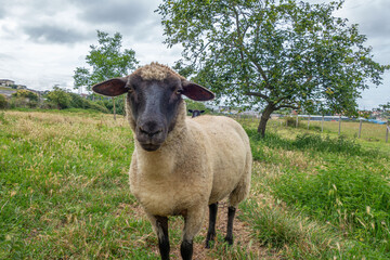 oveja de la raza suffolk mirando directamente a la cámara y en el campo