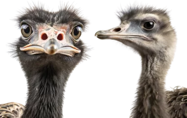 Foto op Plexiglas Ostrich set. Farm ostrich in profile and full face. Ostrich close-up. Isolated on a transparent background. KI. © Honey Bear