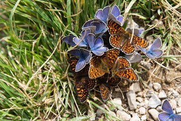 vermischung von Arten in der Natur, Symbiose