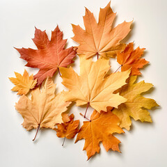 Fototapeta premium autumn leaves isolated on white